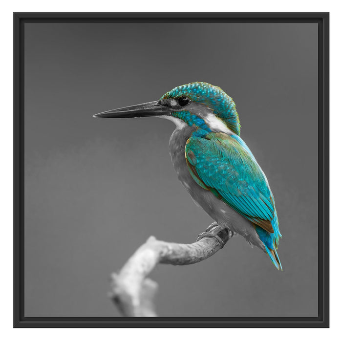 wunderschöner Eisvogel auf Ast Schattenfugenrahmen Quadratisch 70x70
