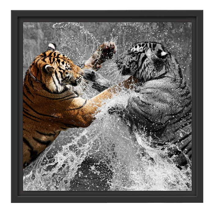 prachtvolle Tiger kämpfen Schattenfugenrahmen Quadratisch 40x40
