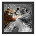 prachtvolle Tiger kämpfen Schattenfugenrahmen Quadratisch 40x40