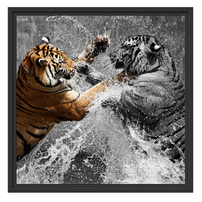 prachtvolle Tiger kämpfen Schattenfugenrahmen Quadratisch 55x55