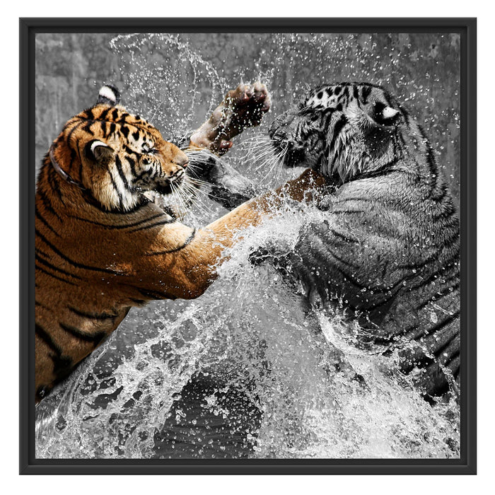 prachtvolle Tiger kämpfen Schattenfugenrahmen Quadratisch 70x70
