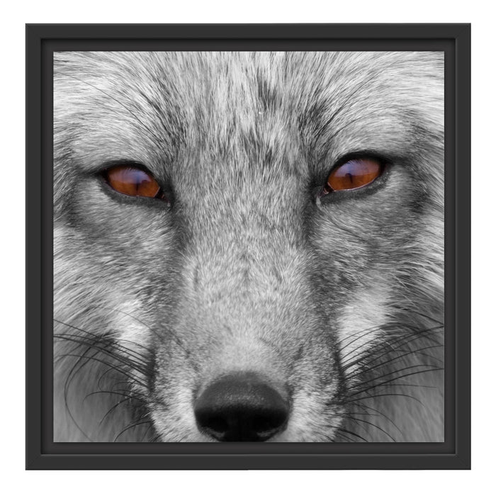 wunderschöner Fuchs im Portrait Schattenfugenrahmen Quadratisch 40x40