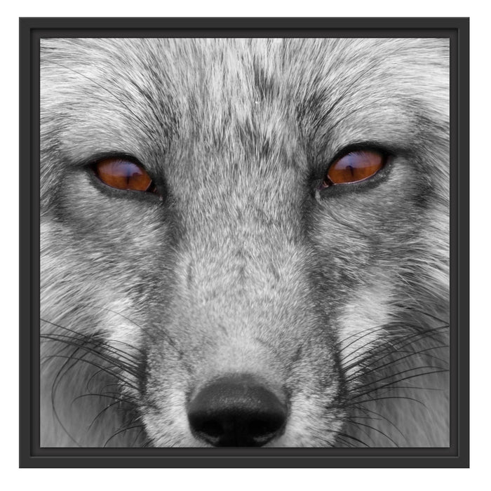 wunderschöner Fuchs im Portrait Schattenfugenrahmen Quadratisch 55x55