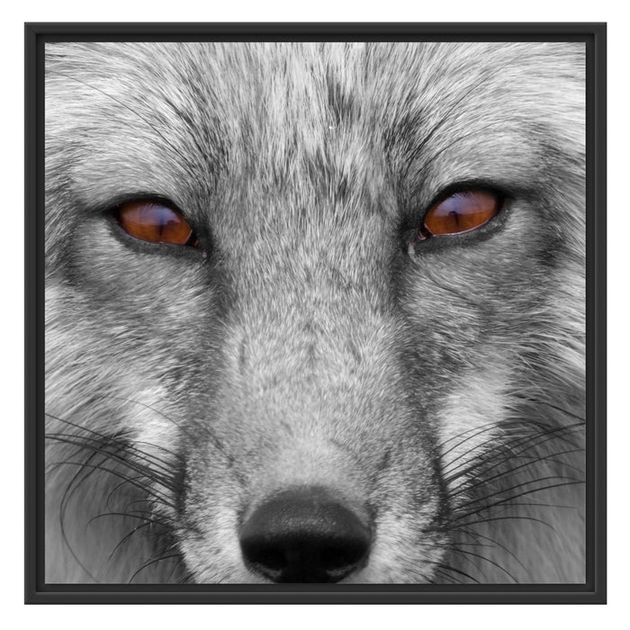 wunderschöner Fuchs im Portrait Schattenfugenrahmen Quadratisch 70x70