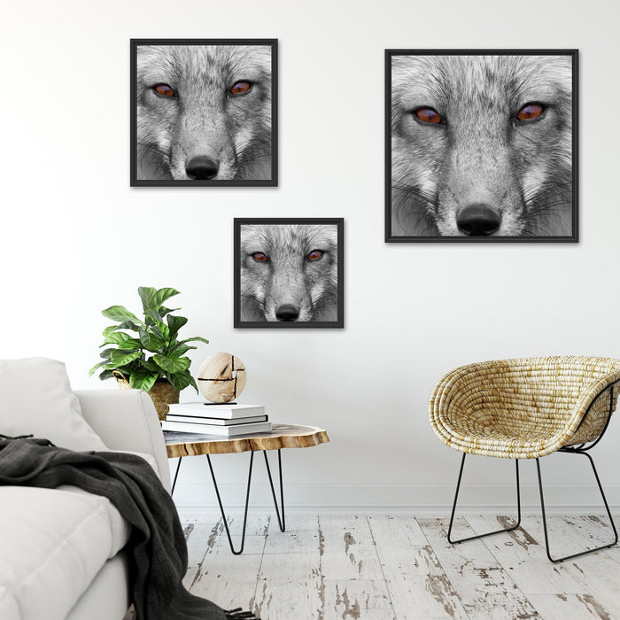 wunderschöner Fuchs im Portrait Quadratisch Schattenfugenrahmen Wohnzimmer