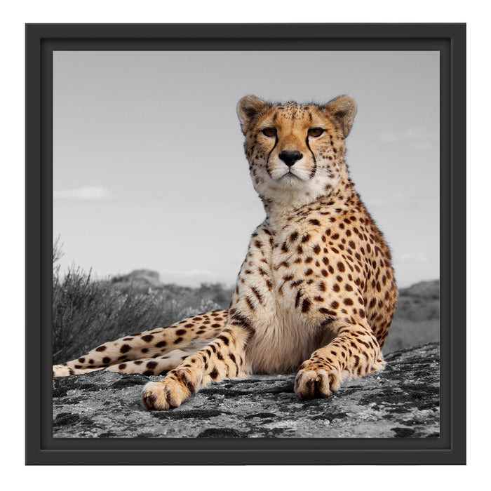 prächtiger Gepard in Savanne Schattenfugenrahmen Quadratisch 40x40