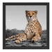 prächtiger Gepard in Savanne Schattenfugenrahmen Quadratisch 40x40