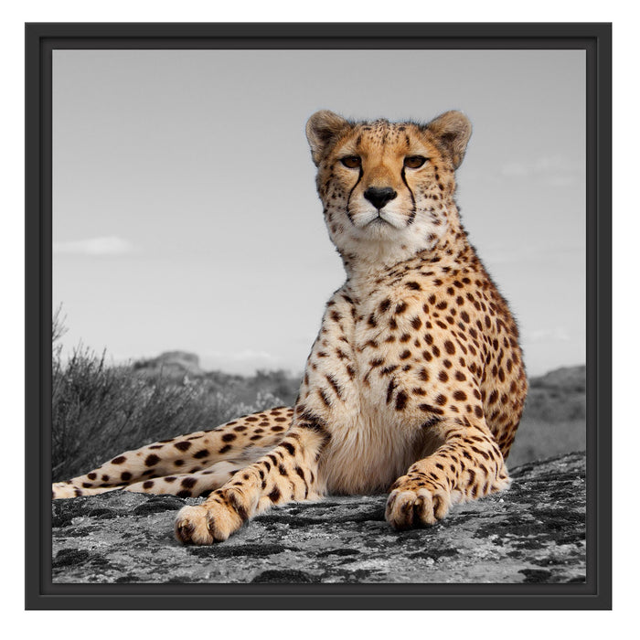prächtiger Gepard in Savanne Schattenfugenrahmen Quadratisch 55x55