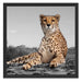 prächtiger Gepard in Savanne Schattenfugenrahmen Quadratisch 55x55