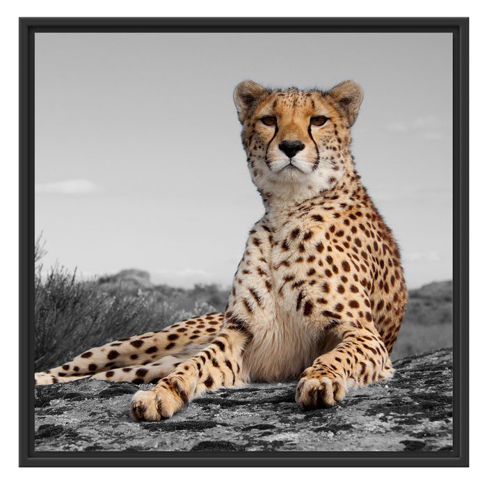 prächtiger Gepard in Savanne Schattenfugenrahmen Quadratisch 70x70