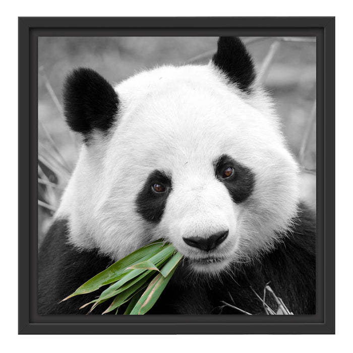 kuscheliger Panda frisst Bambus Schattenfugenrahmen Quadratisch 40x40