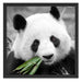 kuscheliger Panda frisst Bambus Schattenfugenrahmen Quadratisch 55x55