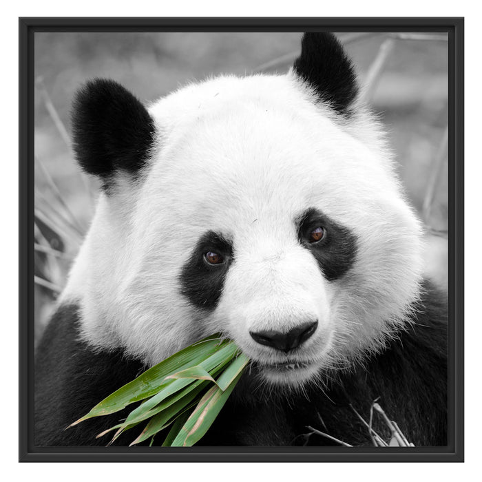 kuscheliger Panda frisst Bambus Schattenfugenrahmen Quadratisch 70x70
