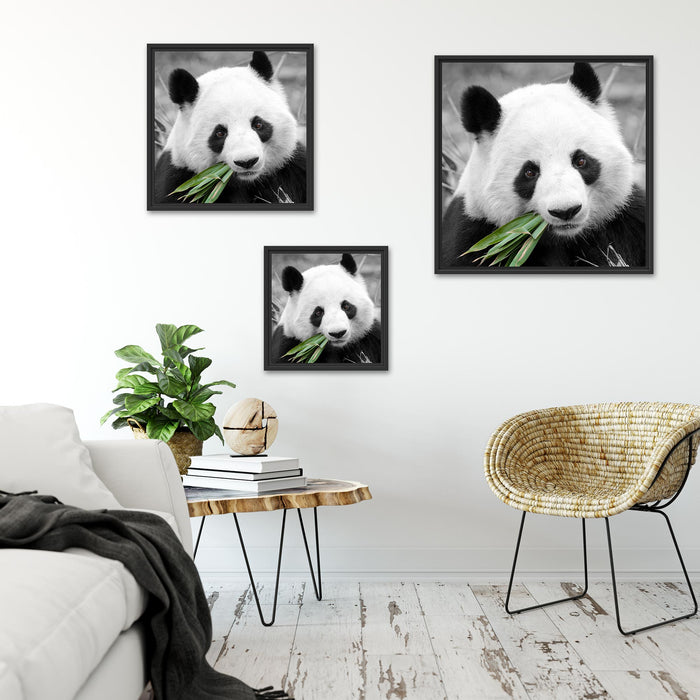 kuscheliger Panda frisst Bambus Quadratisch Schattenfugenrahmen Wohnzimmer