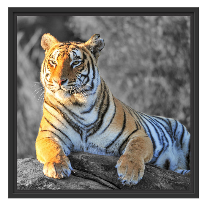 wunderschöner stolzer Tiger Schattenfugenrahmen Quadratisch 55x55