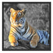 wunderschöner stolzer Tiger Schattenfugenrahmen Quadratisch 70x70