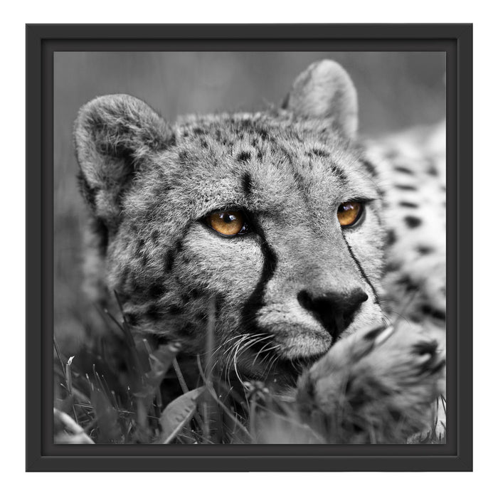 hübscher Gepard im Gras Schattenfugenrahmen Quadratisch 40x40