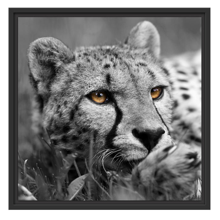 hübscher Gepard im Gras Schattenfugenrahmen Quadratisch 55x55