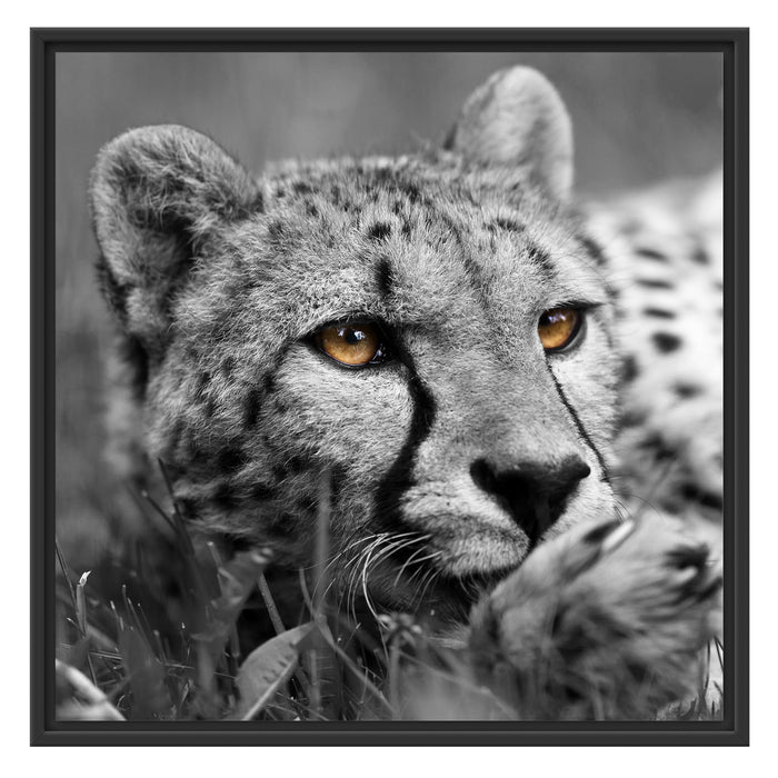 hübscher Gepard im Gras Schattenfugenrahmen Quadratisch 70x70