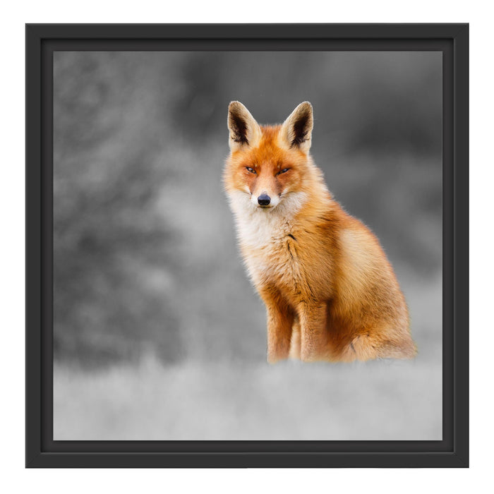 prachtvoller Fuchs Schattenfugenrahmen Quadratisch 40x40