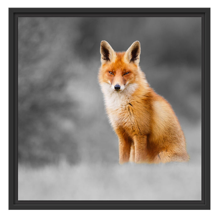 prachtvoller Fuchs Schattenfugenrahmen Quadratisch 55x55