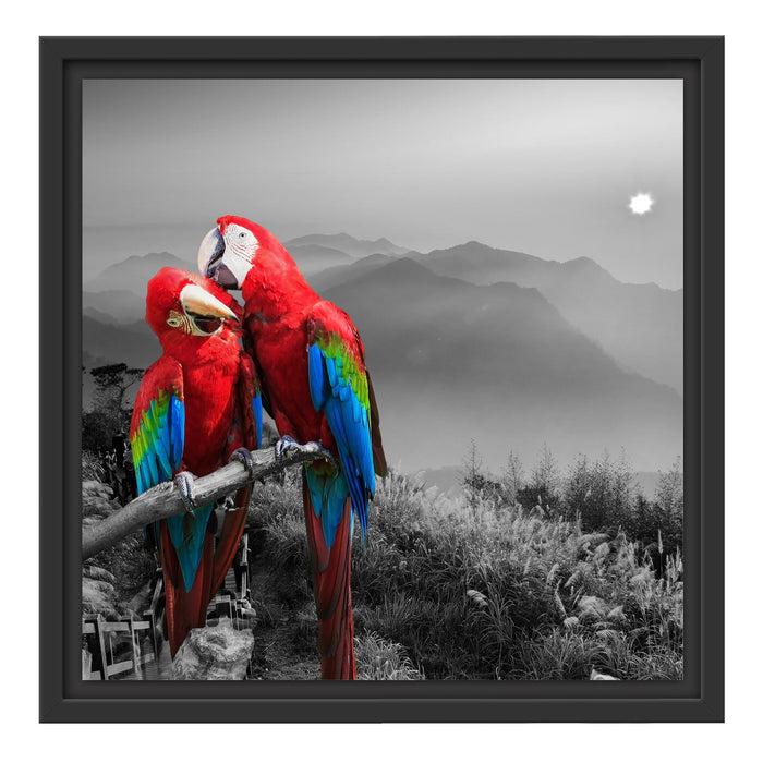 süße Papageien auf Ast Schattenfugenrahmen Quadratisch 40x40
