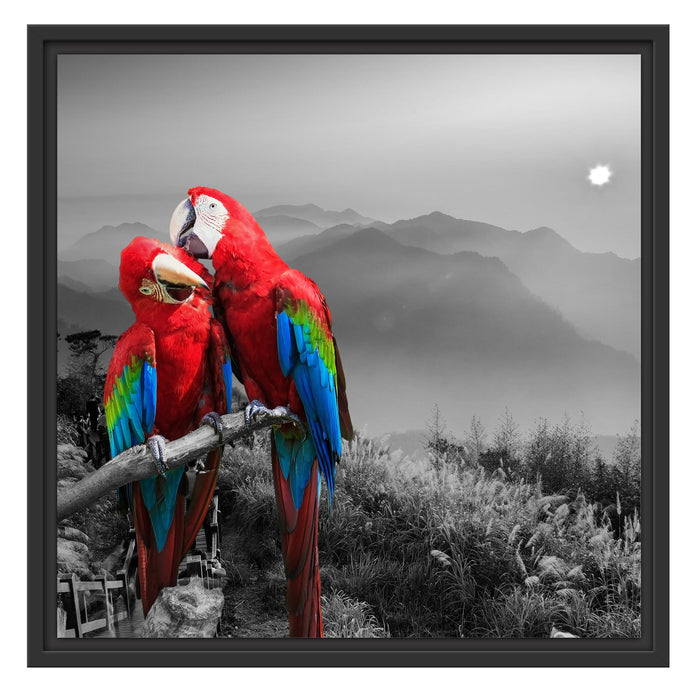 süße Papageien auf Ast Schattenfugenrahmen Quadratisch 55x55