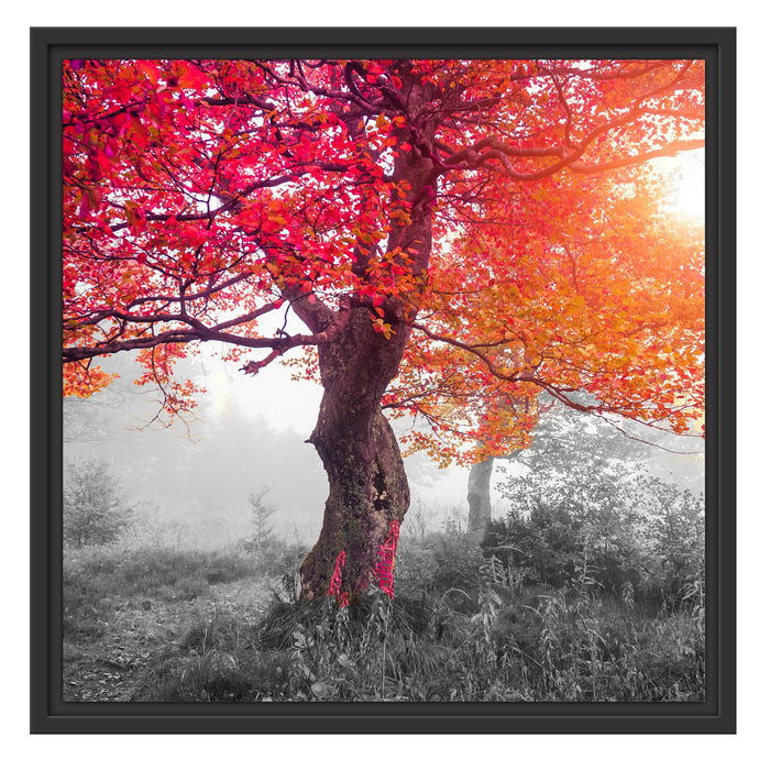 Zauberhafte Waldlandschaft Schattenfugenrahmen Quadratisch 55x55