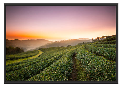 Sonnenaufgang Teeplantage Thailand Schattenfugenrahmen 100x70