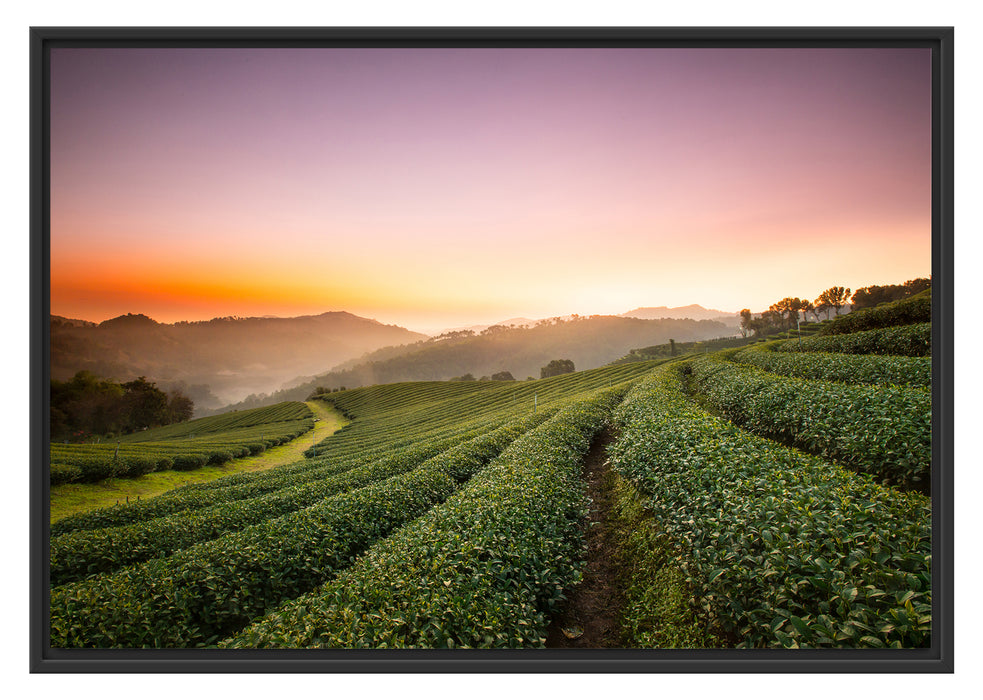 Pixxprint Sonnenaufgang Teeplantage Thailand, im Schwebe-Effekt Bilderrahmen