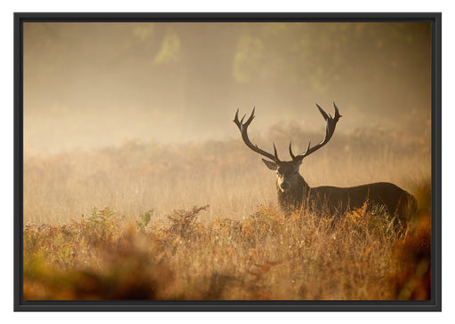 Rotwild Hirsch im Nebel Schattenfugenrahmen 100x70