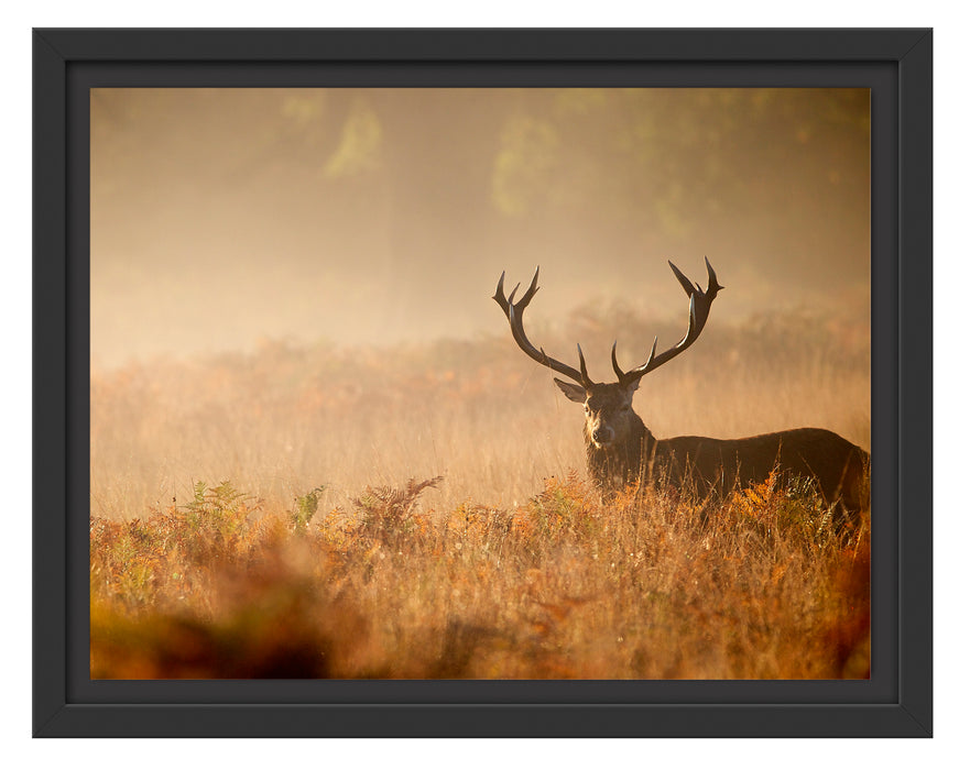 Rotwild Hirsch im Nebel Schattenfugenrahmen 38x30