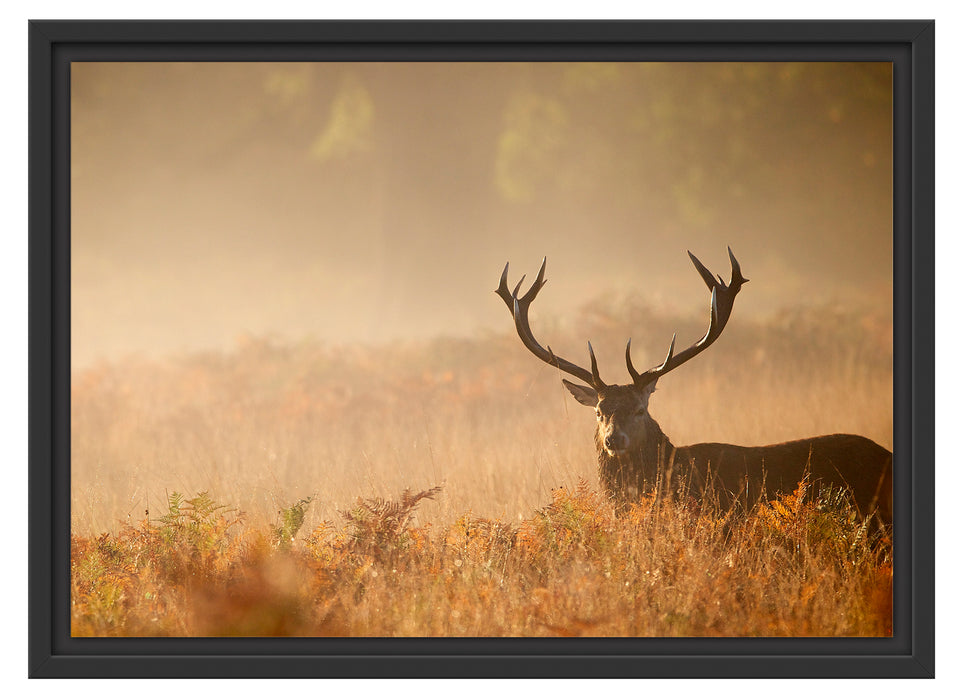 Rotwild Hirsch im Nebel Schattenfugenrahmen 55x40