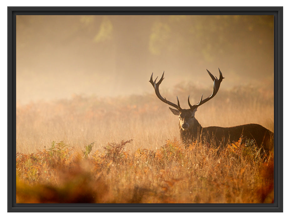 Rotwild Hirsch im Nebel Schattenfugenrahmen 80x60