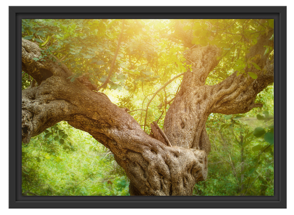 Mächtiger Baum im Wald Schattenfugenrahmen 55x40