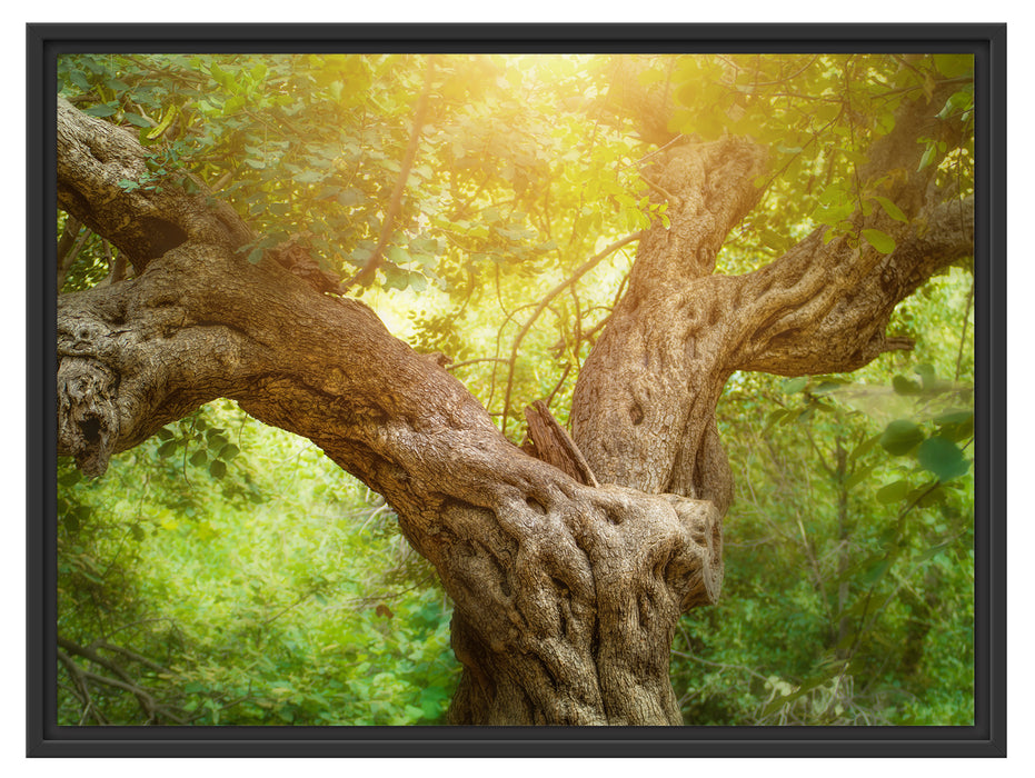 Mächtiger Baum im Wald Schattenfugenrahmen 80x60