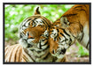 Zwei liebkosende Tiger Schattenfugenrahmen 100x70