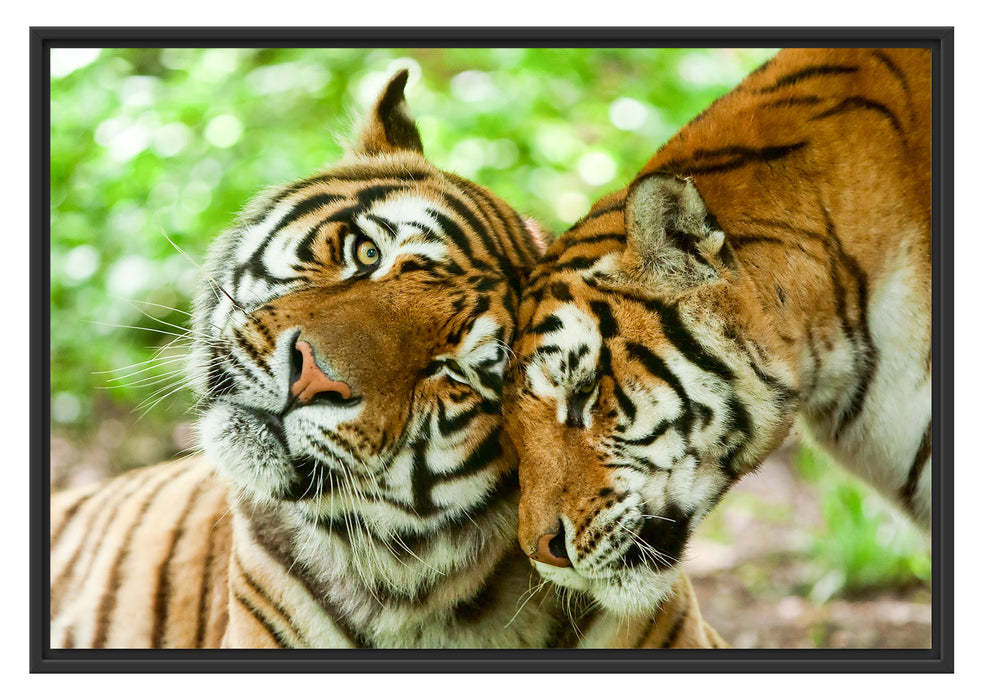 Pixxprint Zwei liebkosende Tiger, im Schwebe-Effekt Bilderrahmen