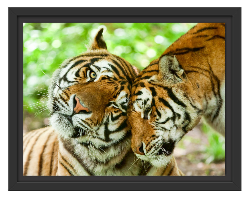 Zwei liebkosende Tiger Schattenfugenrahmen 38x30