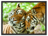 Zwei liebkosende Tiger Schattenfugenrahmen 80x60