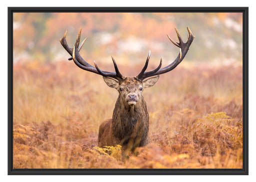 Großer Hirsch im Feld Schattenfugenrahmen 100x70