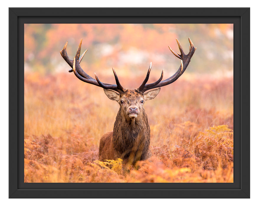 Großer Hirsch im Feld Schattenfugenrahmen 38x30