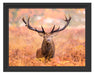 Großer Hirsch im Feld Schattenfugenrahmen 38x30