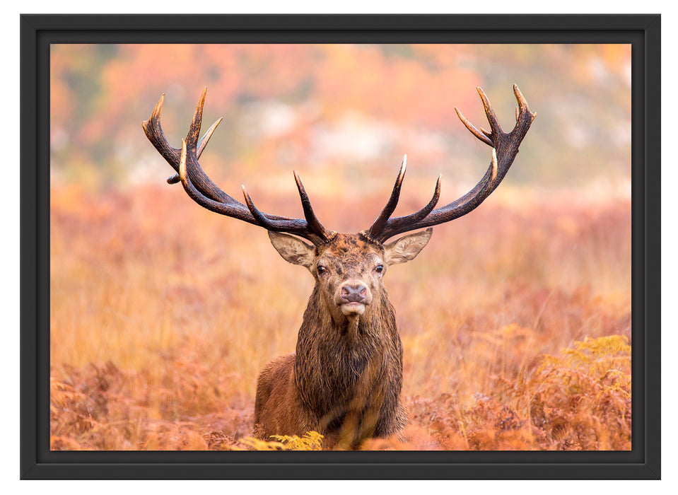 Großer Hirsch im Feld Schattenfugenrahmen 55x40