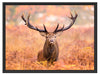 Großer Hirsch im Feld Schattenfugenrahmen 80x60