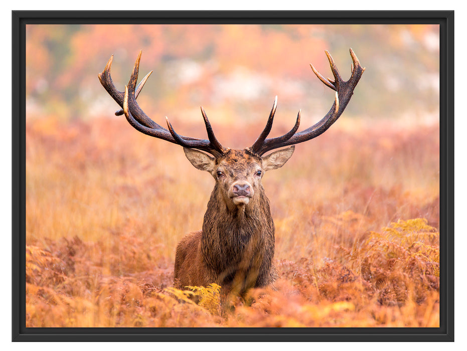 Großer Hirsch im Feld Schattenfugenrahmen 80x60