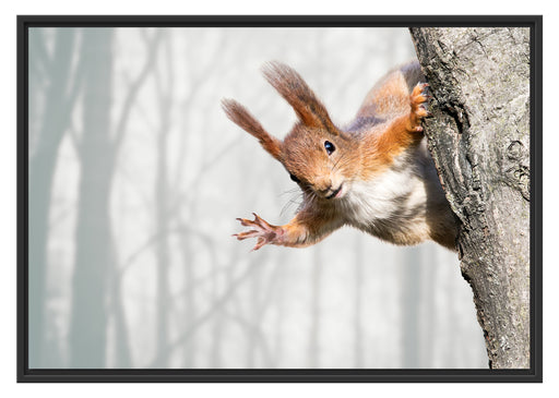 Neugierig rotes Eichhörnchen Schattenfugenrahmen 100x70