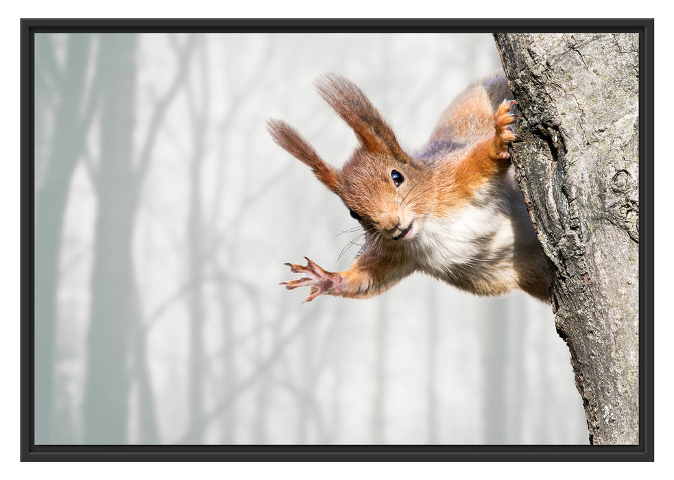 Pixxprint Neugierig rotes Eichhörnchen, im Schwebe-Effekt Bilderrahmen