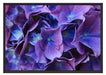 Blaue Hortensien Blüte Schattenfugenrahmen 100x70