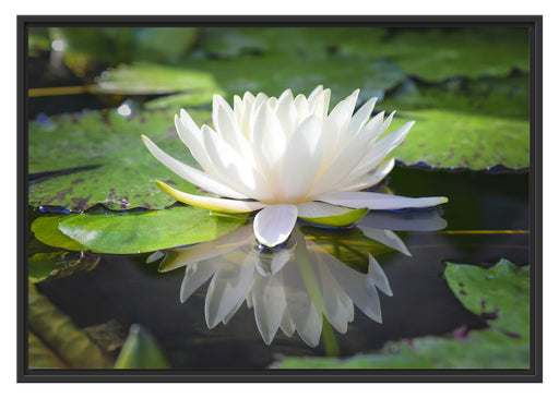Weiße Lotusblume im Wasser Schattenfugenrahmen 100x70